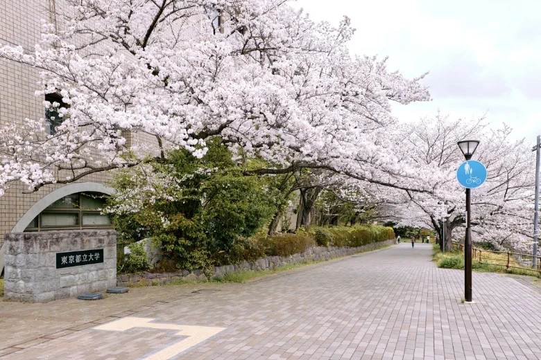 Tokyo Metropolitan University: cherry blossoms at the Minami-Osawa campus entrance. Host campus photograph.
